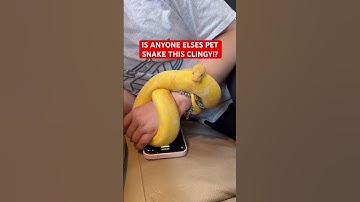 Is Anyone Else’s Ball Python This CLINGY!?