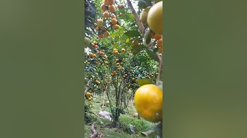 Vườn quýt  đường núi Cấm vào mùa thu hoạch ❤❤❤