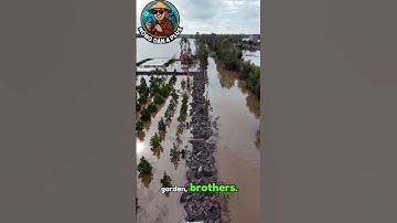 Cả Vườn Mít Chìm Trong Nước Lũ,Nhìn Mà Xót #nongdan#nongnghiep#shortvideo#mientay#farming