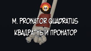 Квадратный пронатор (m. pronator quadratus) 3D Анатомия