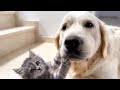 Playful Tiny Kitten Befriends Golden Retriever