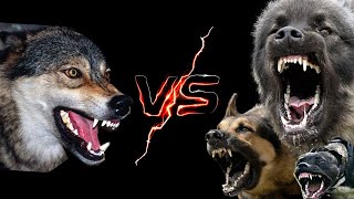 Чоныг дийлэх 10 үүлдрийн нохой. | Top 10 Dog Breeds that can Defeat Wolves | 늑대를 물리 칠 수있는 10 가지 견종