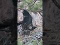 Bald eaglet practising using wings before flight #eaglenest