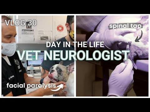 Facial Nerve Paralysis & IVDD Symptoms in Dogs || Vlog 30