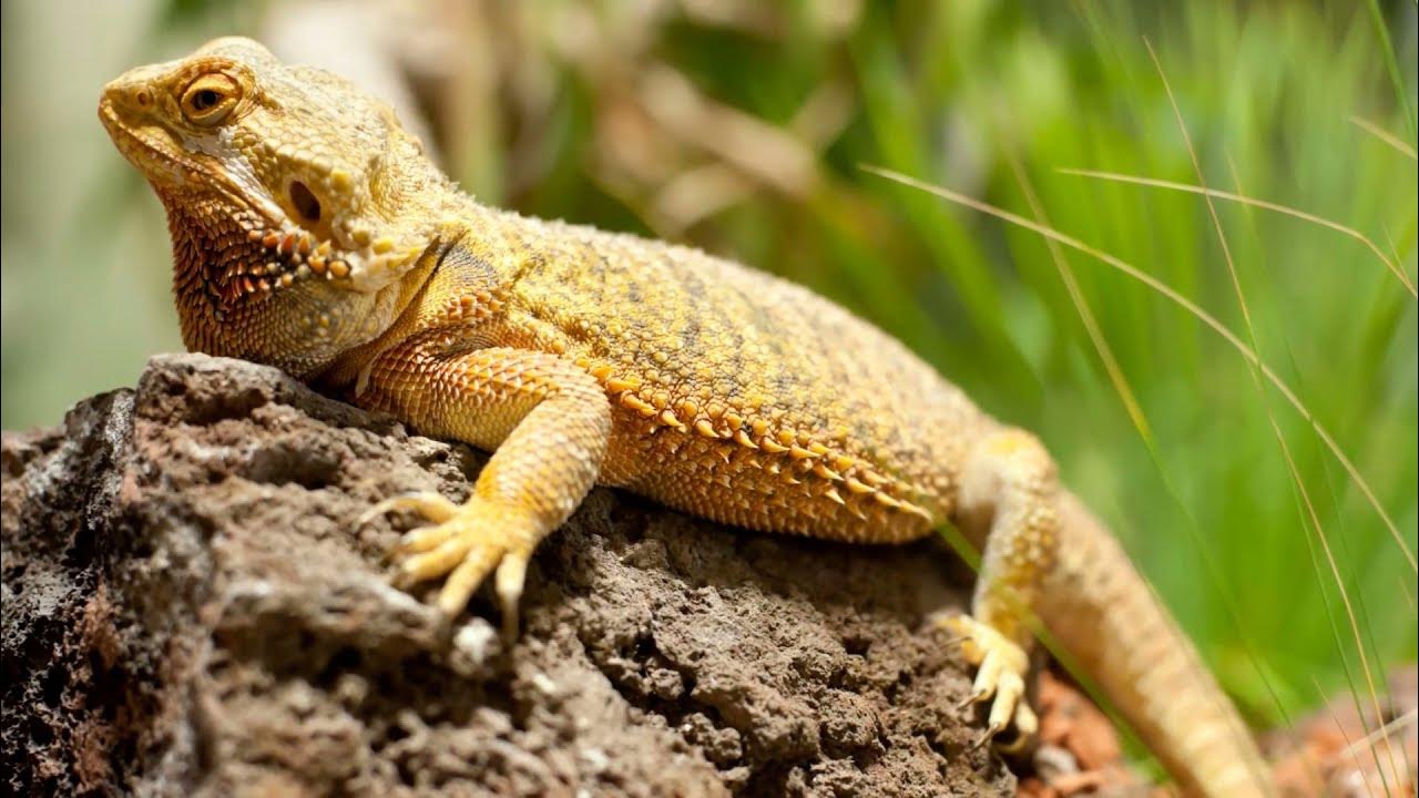 Can Bearded Dragons Swim? Can bearded dragons swim in chlorine pools