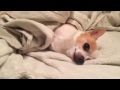 Chihuahua wake up.