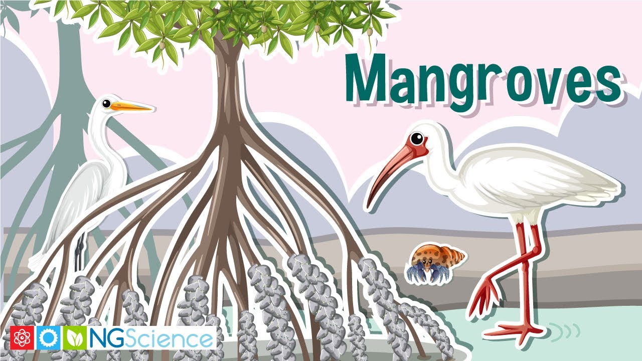 What Would Happen If Mangroves Have Real Roots Instead Of Breathing Roots?