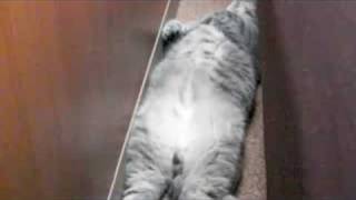 猫と仲良くなる方法 なつかない猫を餌と道具を使ってなつかせる 体を触らせない猫 逃げる猫達に触る方法がある Nobuの強くなるレスリング戦い方 クライミングブログ 猫と仲良くなる方法 なつかない猫を餌と道具を使ってなつかせる 体を触らせない猫 逃げる猫達に触る方法がある Nobuの強くなるレスリング戦い方 クライミングブログ