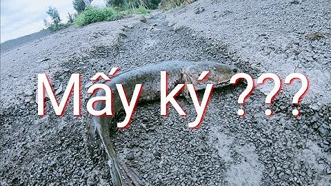 Chinh Phục Những Vùng Đất Mới Câu Cá Lóc Long An Snakehead Fishing