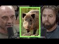 The Ridiculous Expansion of Wild Pigs w/Forrest Galante | Joe Rogan