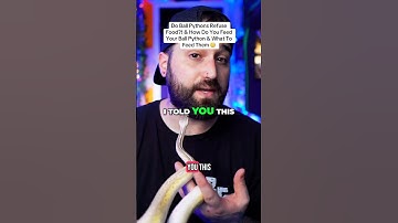 Why Your Ball Python Won’t Eat  | How to Fix It
