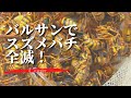 スズメバチをバルサンで全滅させた！栗東市でキイロスズメバチ駆除 Defeated the Murder Hornets at a Japanese house