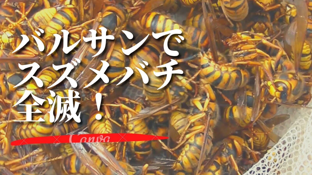 スズメバチをバルサンで全滅させた！栗東市でキイロスズメバチ