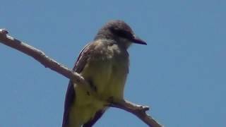 North American Wildlife --- Western Kingbird singing & vocalizing
