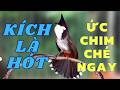 Luyện Chào Mào Hót Căng Lửa QUÁ HAY CHÉ KÍCH BỔI CĂNG ĐÉT Cách Luyện Chào Mào Hót Sáng Chao Mao Luyện Chào Mào Hót Căng Lửa QUÁ HAY CHÉ KÍCH BỔI CĂNG ĐÉT Cách Luyện Chào Mào Hót Sáng Chao Mao