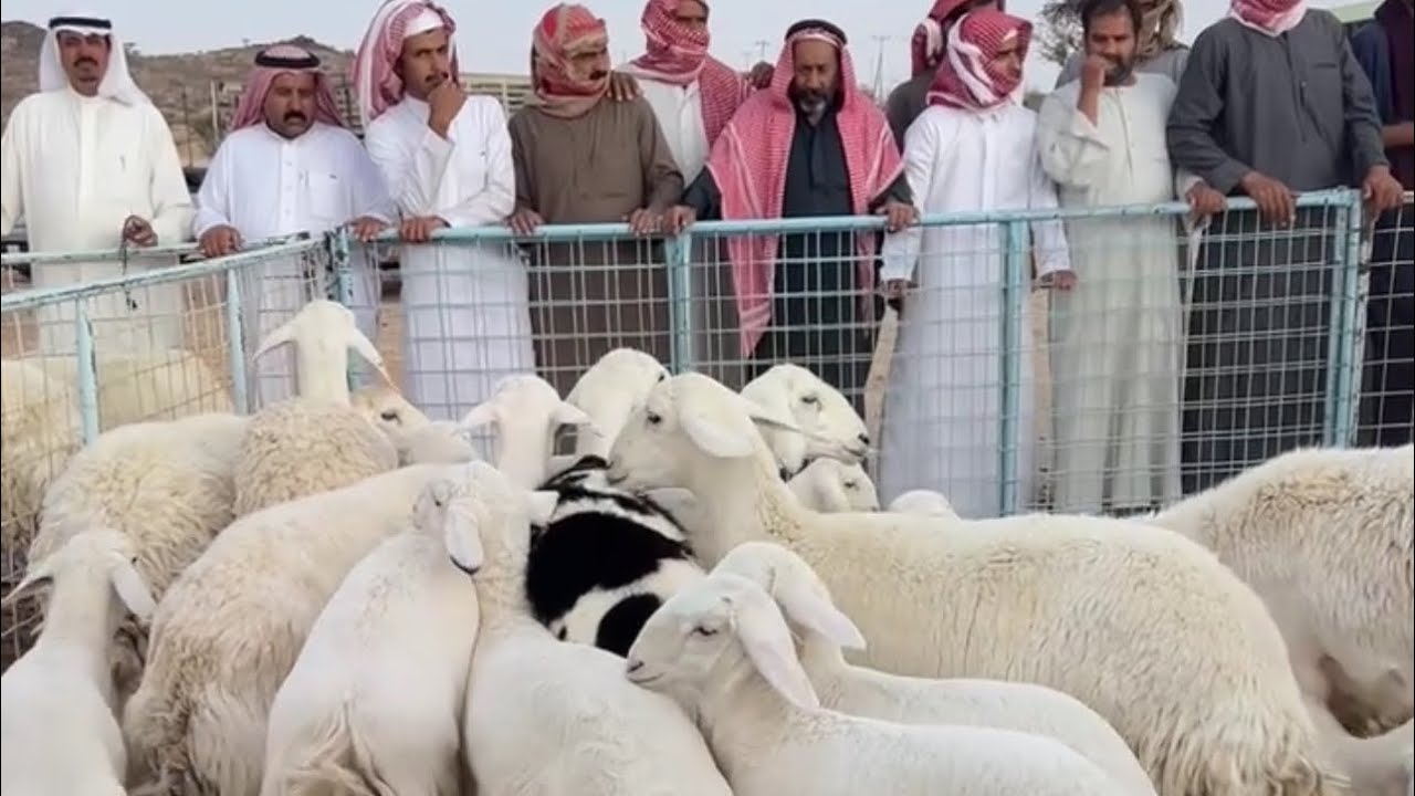 تغطيه سوق التميز للمواشي بشقصان جنوب الطايف الخميس ١٤٤٧/٥/٢٢هـ