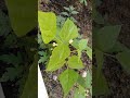 Lemon Eureka grow and Eat Gardening Part 1