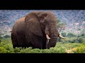 Save the elephants  25 years and beyond