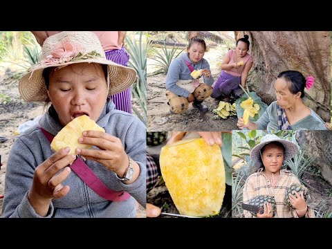 Video: Loj hlob Pineapple Nroj Tsuag: Yuav Ua Li Cas Loj hlob Pineapples Los Ntawm Cov