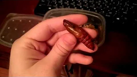 Куколка табачного бражника