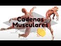 Cadenas Musculares Abiertas y Cerradas