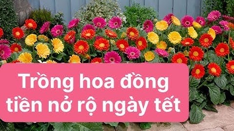 Cách trồng hoa Đồng tiền nở rộ Tết 2023