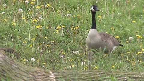 Waukesha County community ready to gas geese