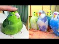 Baby Animals 🔴 Funny Parrots and Cute Birds Compilation (2020) Loros Adorables Recopilación #18