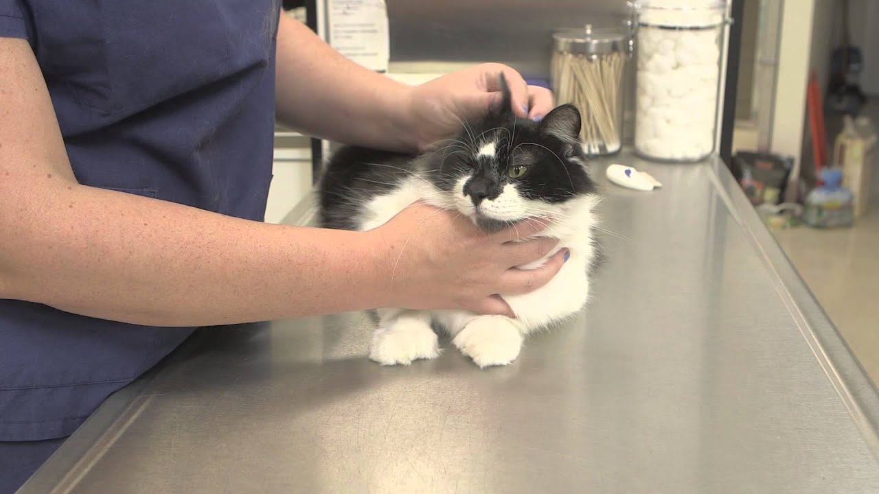 What Are The Side Effects Of Rabies Vaccinations For Cats : General Cat Health