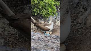 Blue-footed booby of #Galapagos taking care of the #eggs  Piquero de patas azules #birdslover #birds