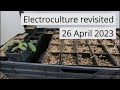 Electroctroculture revisited 27 April 2023 update, moving seeds to a new location