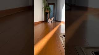 Egyptian Mau Beam Chase Crashes Bobtails! Hallway Tumble. #EgyptianMau #JapaneseBobtail #funnybeamng