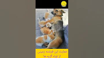 شیر دادن سگ به توله گربه ها Breastfeeding Dogs To Puppies 