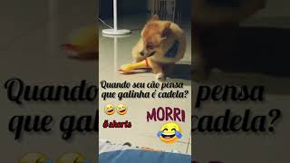 O Cãozinho E A Galinha Çados .