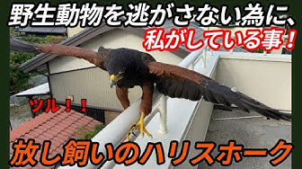 ハリスホーク Youtube