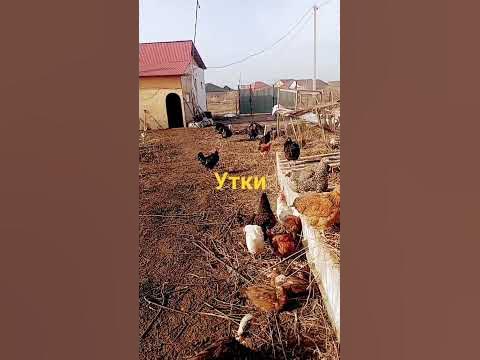 СУРА ОТ ВСЁ - YouTube
