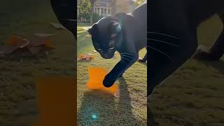 Black Cat’s Soft Playtime Under the Sun screenshot 3