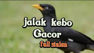 Download Lagu siulan jalak kebo manggut-manggut MP3