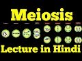 Meiosis - Cell Division (Hindi)