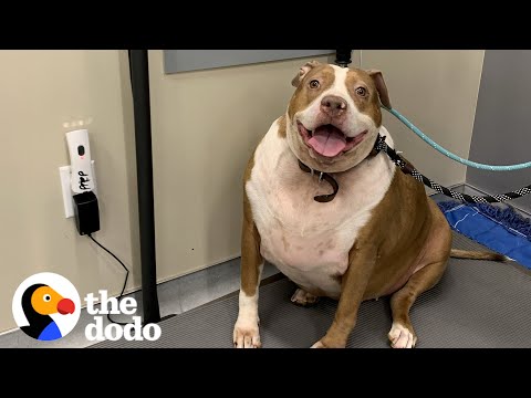 Overweight Pittie Loses Over Fifty Pounds | The Dodo