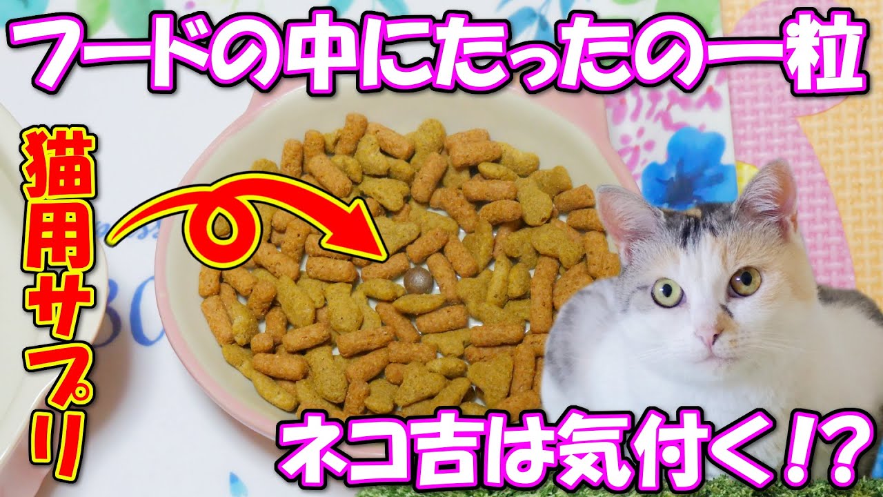 ほっこり猫動画 ネコ吉ワールド サイトマップ