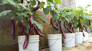 No need to spend money on fertilizer - Growing eggplant at home still produces many fruits