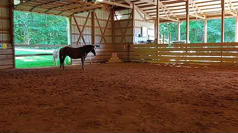 The Ponies 3