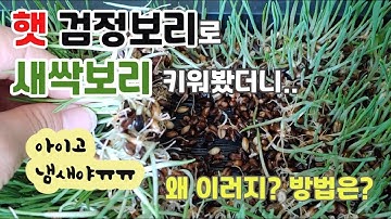 검정보리로 새싹보리 키우기(겉보리 비교)/새싹보리키울때 냄새나는 이유와 방법은?