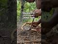 Mini bow drill, The fire board is without Notch #primitivefirelighting #bushcraft