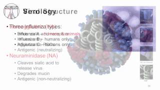 Influenza: Epidemiology and Viral Structure