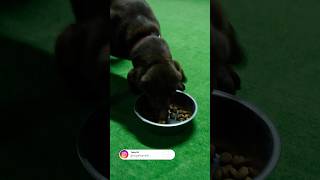 Köpeğim çok hızlı yemek yiyor #dog #köpek #dogtraining #kopekegitimi #dogfood #puppy #pets