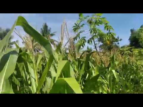 VIRAL MERGOKI ORANG MESUM DI KEBUN JAGUNG...