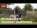 Windhunde-Trainerin in Irland | Schweizerin findet Glück auf der Hunderennbahn | Reportage | SRF Dok