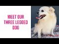 Meet Koko - Our Three Legged Dog